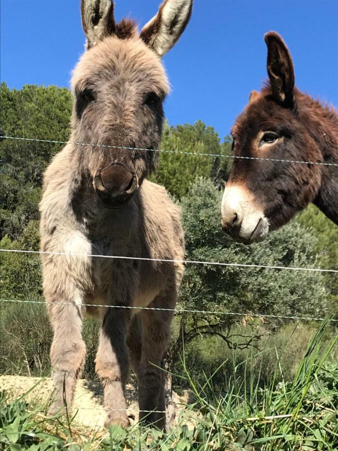 Bastide Bellugue Reseau Bienvenue A La Ferme A 3 Minutes De Lourmarin Frühstückspension *